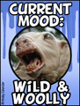 current mood, mood, wild & woolly, sheep