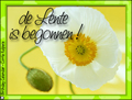 lente, voorjaar, papaver,