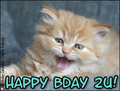 birthday,kitty,cat,kitten,animal,happy b-day,b-day,bday,cute,