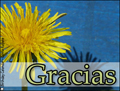 gracias,spanish,thanks,flower,thanks in spanish