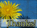 thanks,thank you,dandelion,flower,thank you card,