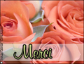 merci,bouquet,rose,french thank you card,