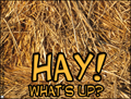 hi,hello,hay,what's up,nice to meet you,funny,