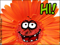 hi,hello,nice to meet you, whassup,how are you,new friend,friend,friendship,flower,gerbera daisy,