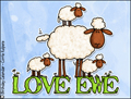love, love ewe,love you,sheep,sweet,friend,lover,wife,husband,girlfriend,boyfriend,