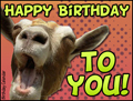 happy birthday, funny, goat, b-day, bday,