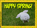 spring, happy spring, bunny, rabbit, hop, easter