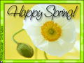 spring, springtime, poppy, flower,