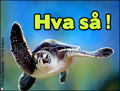 Hva s! ,skildpadde, hej,