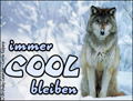 immer cool bleiben, Wolf, schnee, sttze,