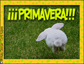 Primavera, conejo