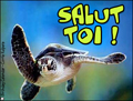 salut toi,bonjour,ami,tortue,salut mon ami,coucou,bonne journe,