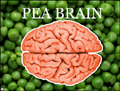 brain peas, funny, humour, humor, humorous, word play, pun
