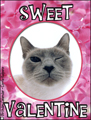 be my valentine, sweet valentine, kitty, siamese, happy valentine's day, valentine, love, secret love, sweet, romantic, romance, boyfriend, girlfriend, lover,