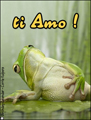 ti amo,san valentino,amore mio,rana