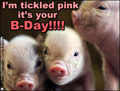pigs,cute,tickled pink,b-day,birthday,happy birthday, oink, animal, tickle