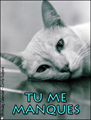 tu me manques,seul,chat,isol,triste