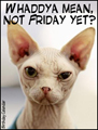 Click here to see all Everyday eCards