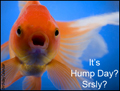 wednesday, everyday, funny, srly